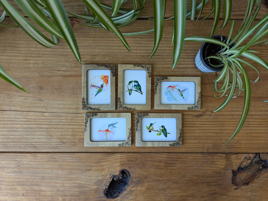 Set of 5 Mini-framed Hummingbird Art Prints